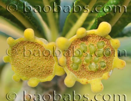 Dorstenia gigas Dorstenia gigas