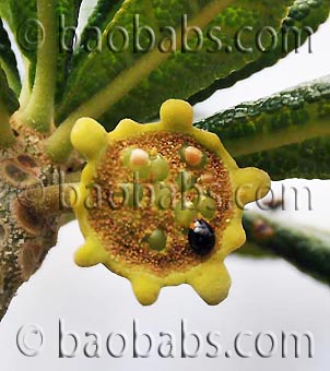 Dorstenia gigas Dorstenia gigas