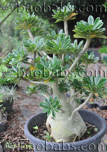 Dorstenia gigas Dorstenia gigas