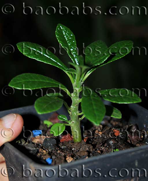 Dorstenia gigas seedling Dorstenia gigas seedling