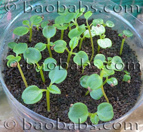 Dorstenia gigas seedlings Dorstenia gigas seedlings
