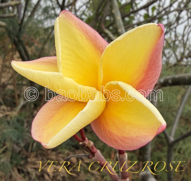 Plumeria rubra VERA CRUZ ROSE