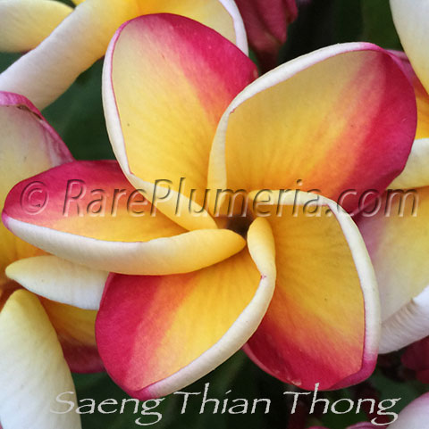 Plumeria rubra SAENG THIAN THONG