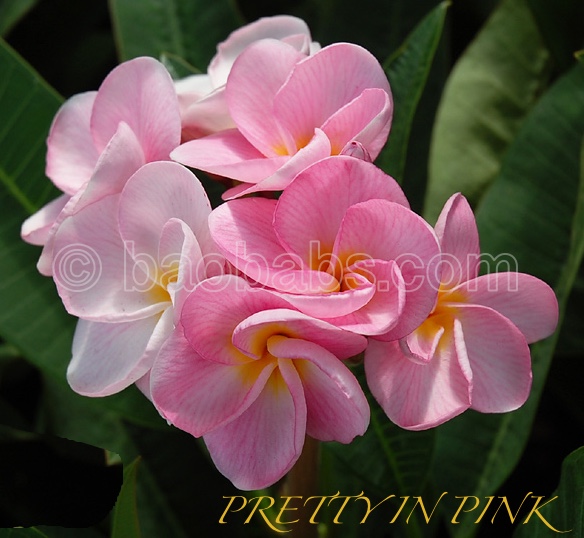 Plumeria rubra PRETTY IN PINK