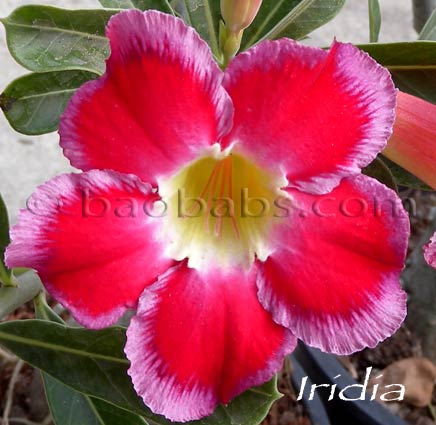 Adenium IRIDIA