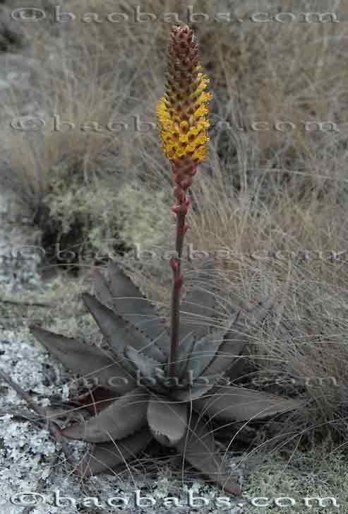 Aloe conifera