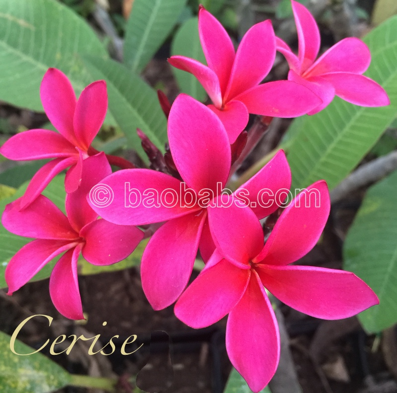 Plumeria rubra CERISE
