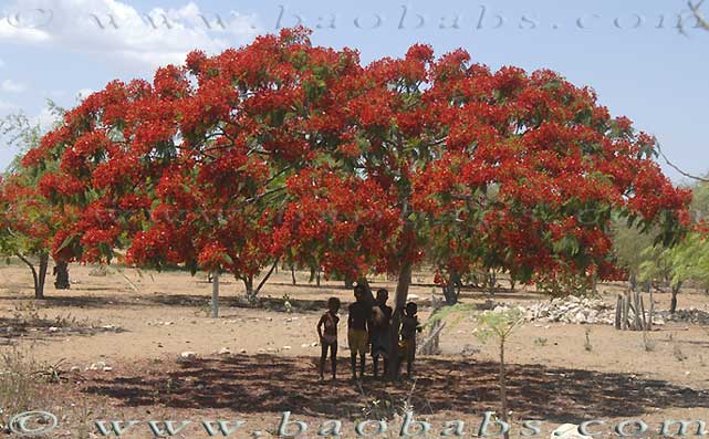 Delonix regia