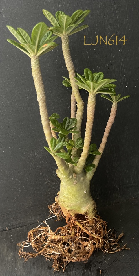 Dorstenia gigas LJN614