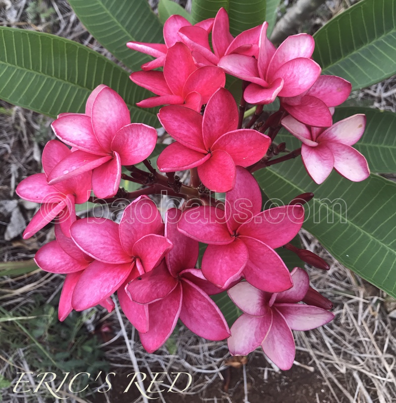 Plumeria rubra ERICS RED
