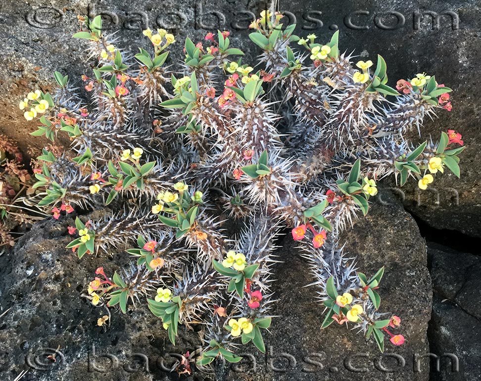 Euphorbia fianarantsoae