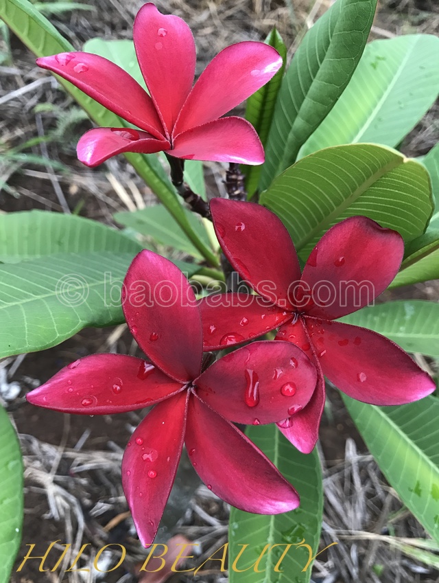 Plumeria rubra HILO BEAUTY