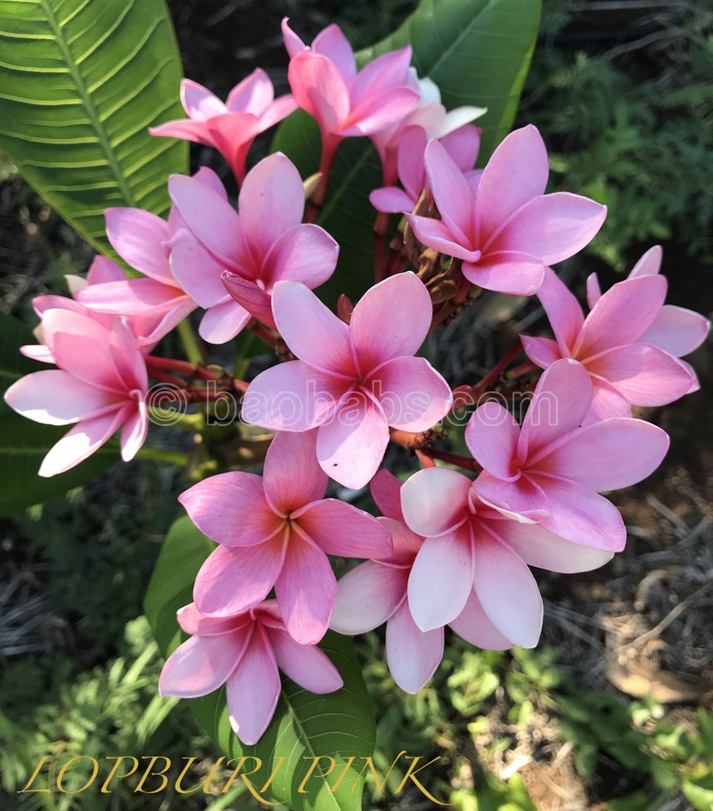 Plumeria rubra LOPBURI PINK