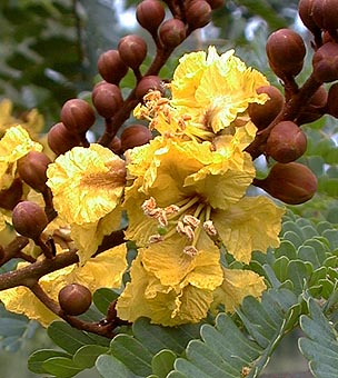 Peltophorum pterocarpum