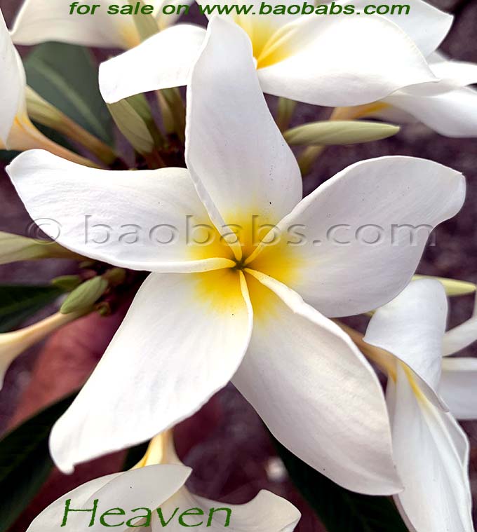 Plumeria rubra PARADISE