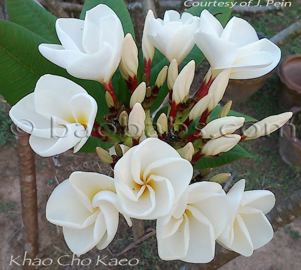 Plumeria rubra KHAO CHO KAEO