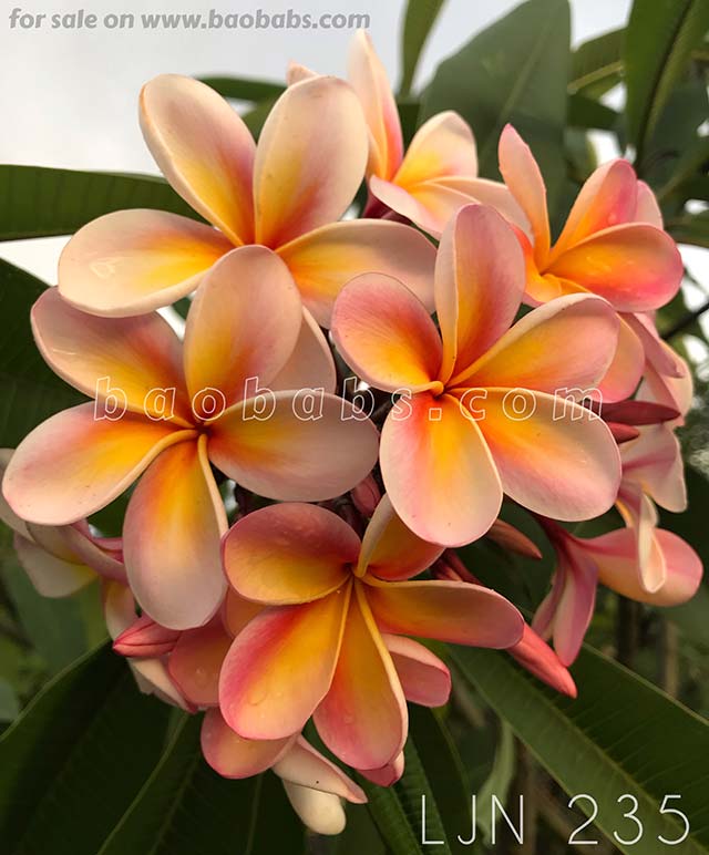 Plumeria rubra LJN235
