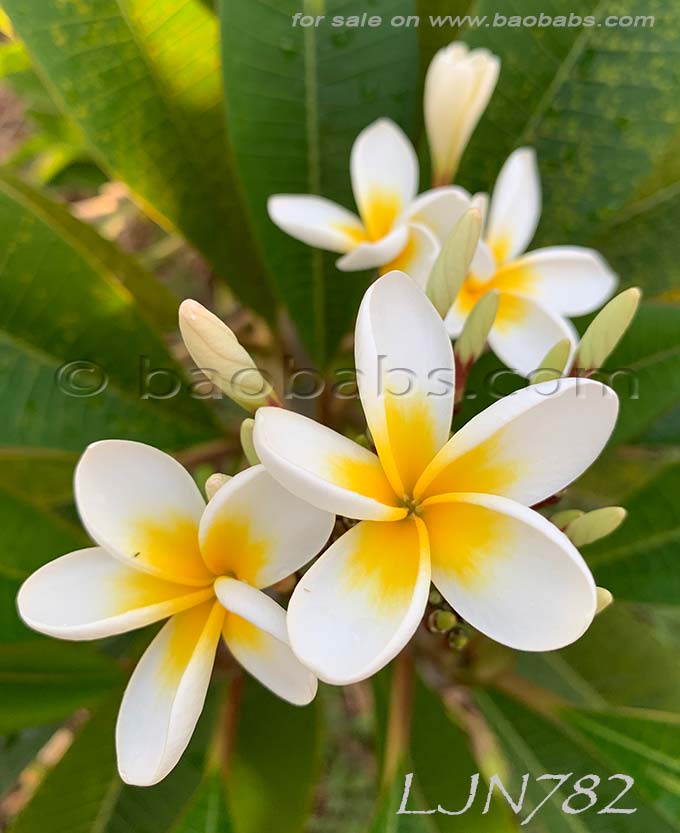 Plumeria rubra LJN782