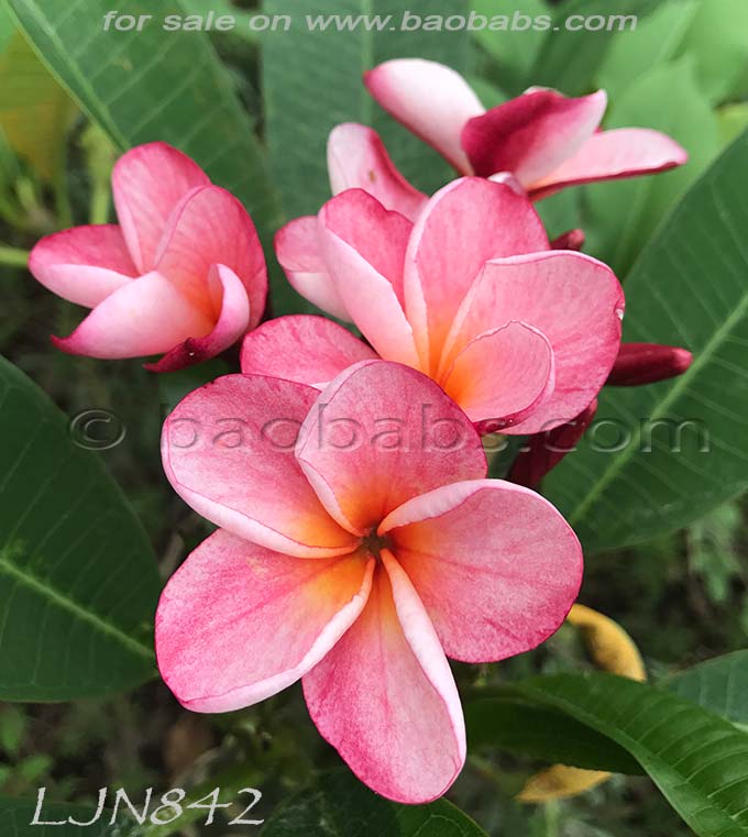 Plumeria rubra LJN842