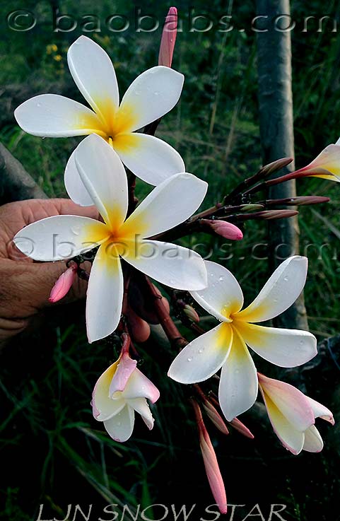 Plumeria rubra LJN SNOW STAR