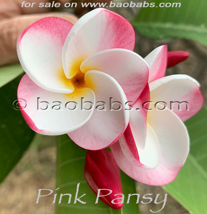 Plumeria rubra PINK PANSY