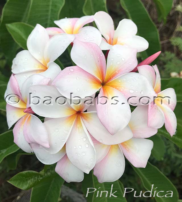 Plumeria rubra PINK PUDICA