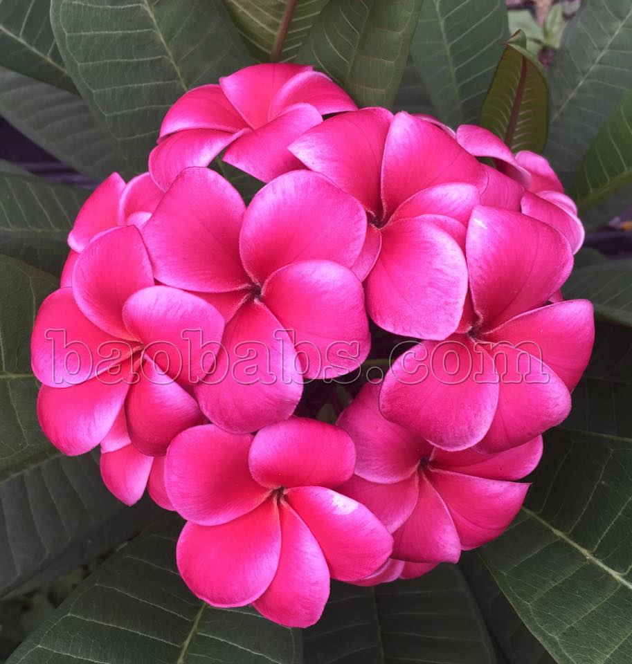 Plumeria rubra R03
