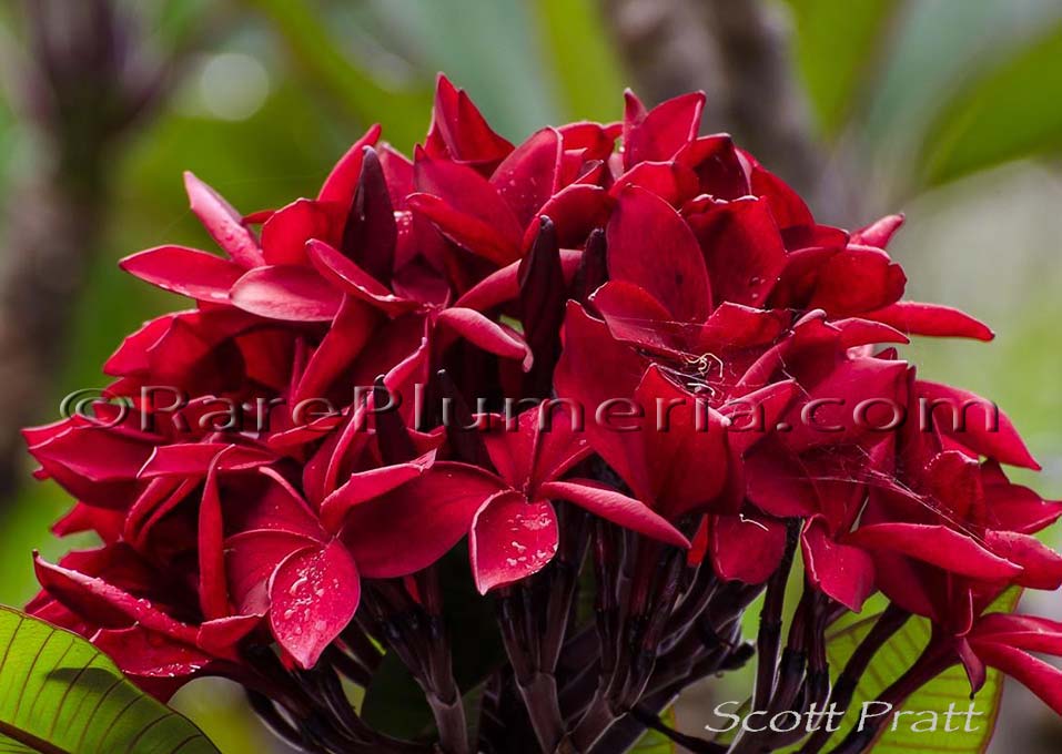 Plumeria rubra SCOTT PRATT