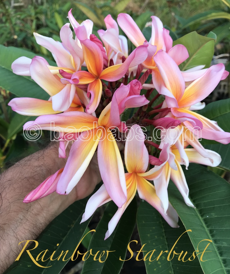 Plumeria rubra RAINBOW STARBURST