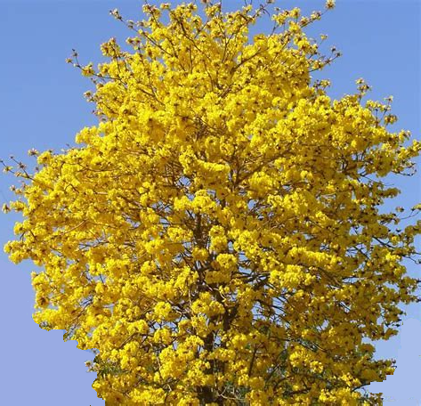 Tabebuia aurea