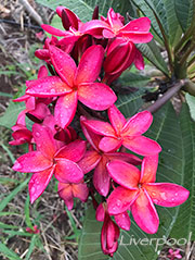 Plumeria rubra LIVERPOOL