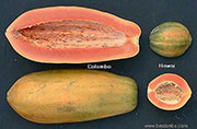 Carica papaya