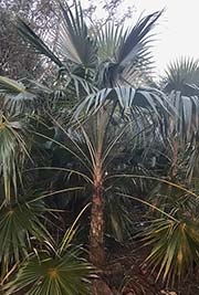 Coccothrinax barbadensis