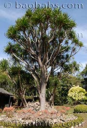 Dracaena loureiri