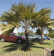 Latania vershaffeltii