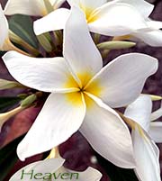 Plumeria rubra PARADISE aka HEAVEN