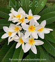 Plumeria rubra LJN224