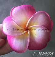 Plumeria rubra LJN478