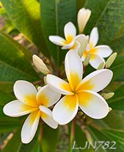 Plumeria rubra LJN782