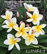 Plumeria rubra LJN844