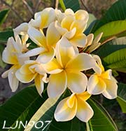 Plumeria rubra LJN907