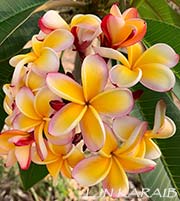 Plumeria rubra LJN KARAIB