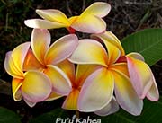Plumeria rubra PUU KAHEA aka O SULLIVAN, FIESTA, RAINBOW SPIDER,RAINBOW SURPRISE,MOOI RAINBOW