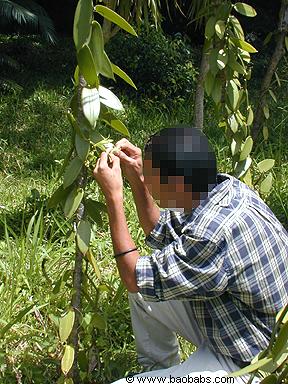 Manuelle 
  Befruchtung der Vanilleblüten