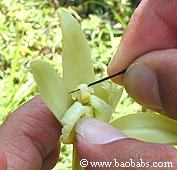 Manuelle 
  Befruchtung der Vanilleblueten