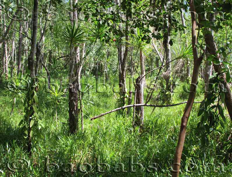 Vanillepflanzen im Wald angebaut