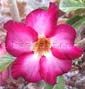 Adenium VIETNAM P42