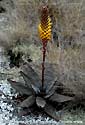Aloe conifera