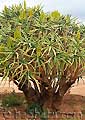Aloe ramosissima