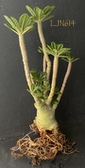 Dorstenia gigas LJN614